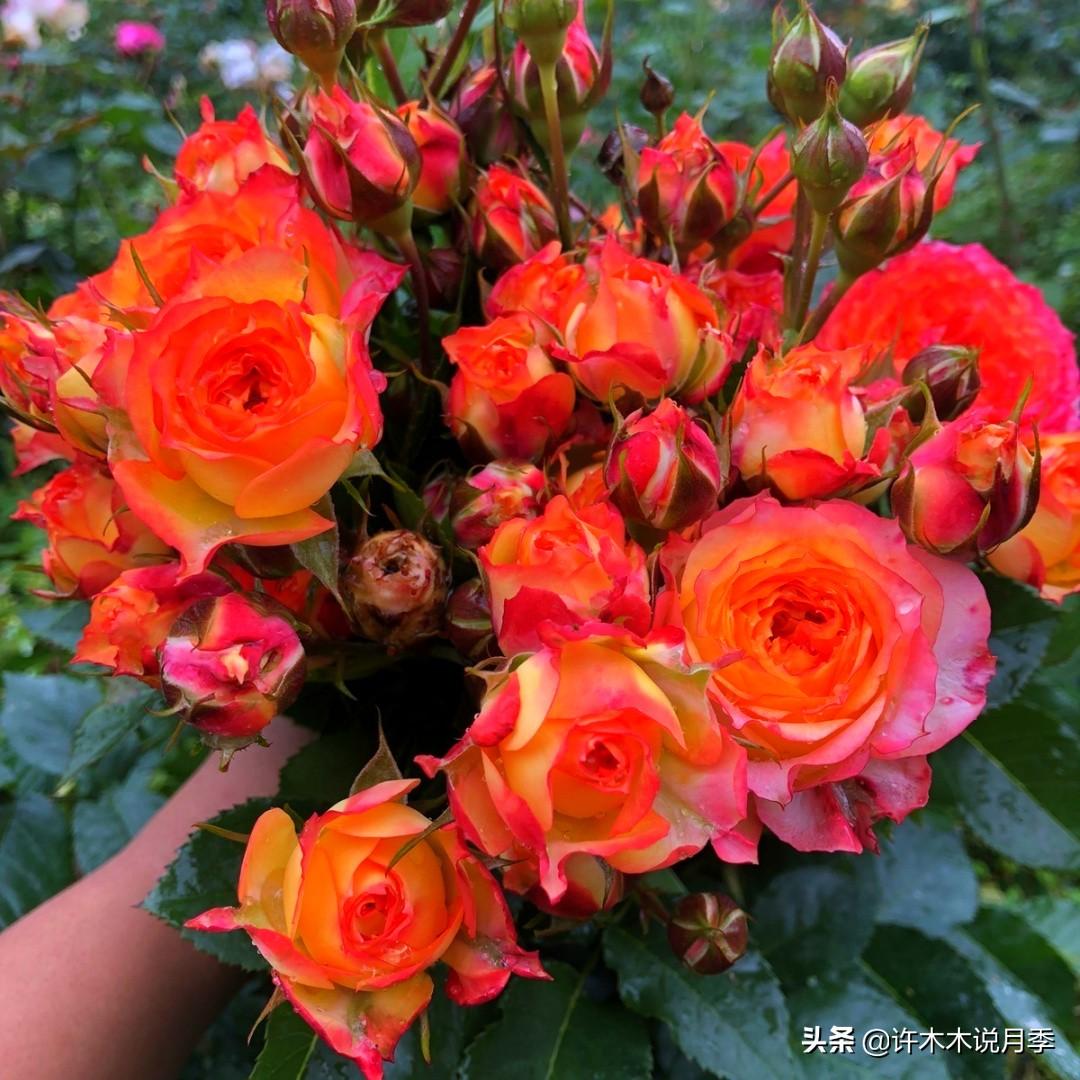 养月季花的步骤分别是什么_如何养殖月季花_月季花的养殖技术