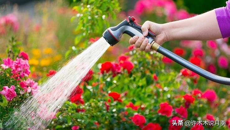养月季花的步骤分别是什么_月季花的养殖技术_如何养殖月季花