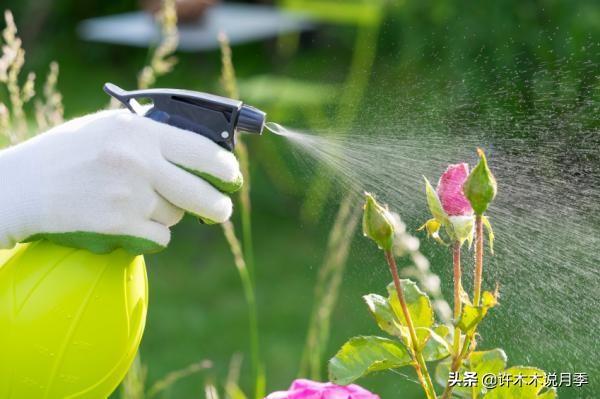 养月季花的步骤分别是什么_如何养殖月季花_月季花的养殖技术