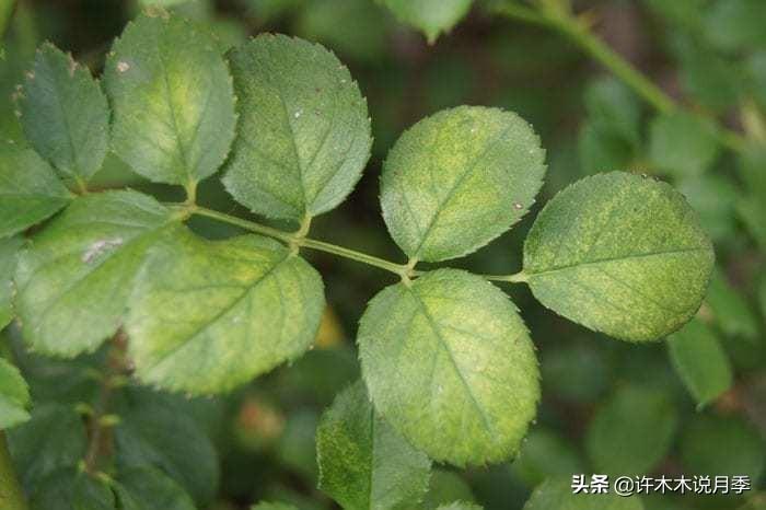 养月季花的步骤分别是什么_如何养殖月季花_月季花的养殖技术