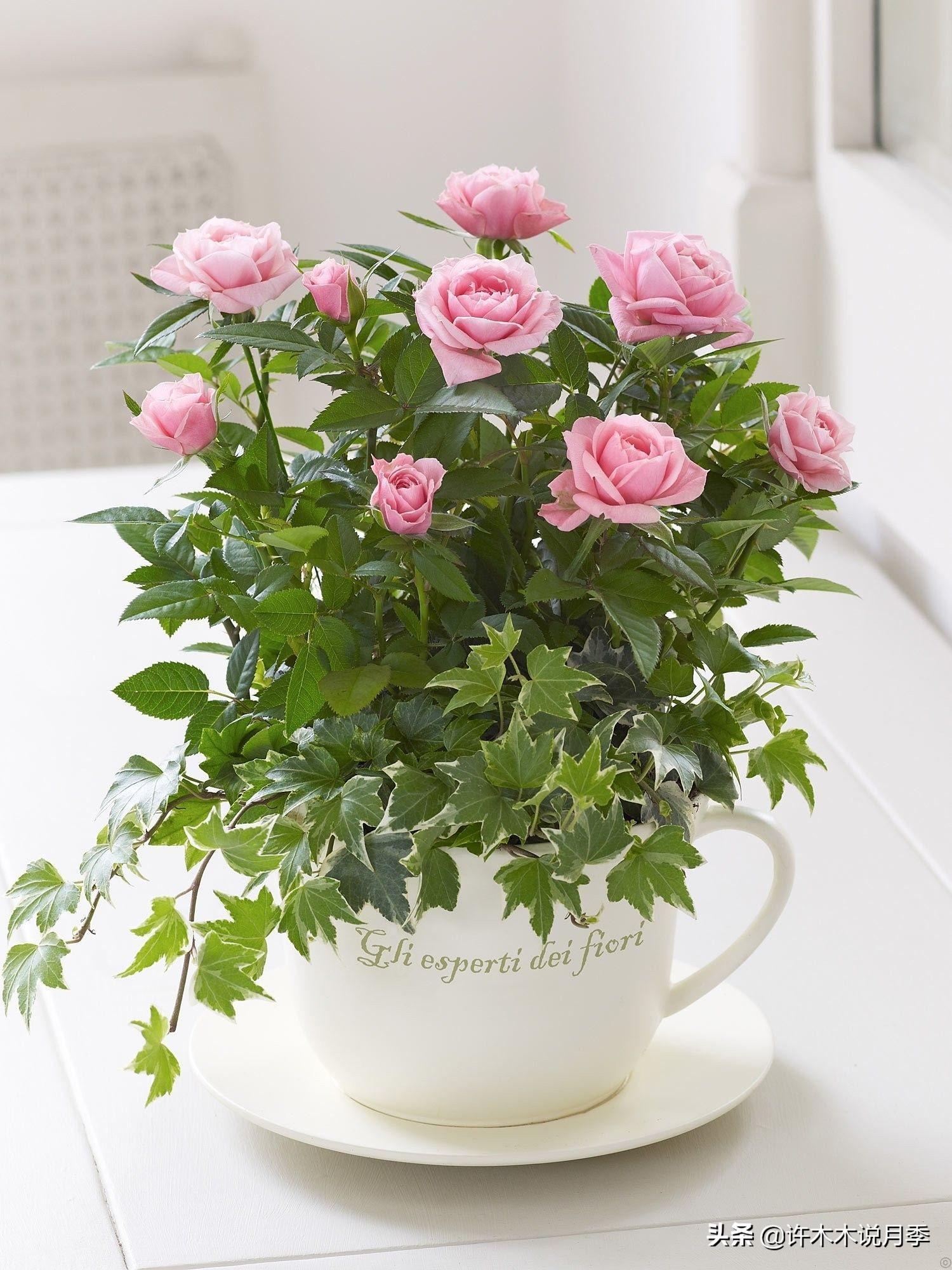 如何养殖月季花_养月季花的步骤分别是什么_月季花的养殖技术