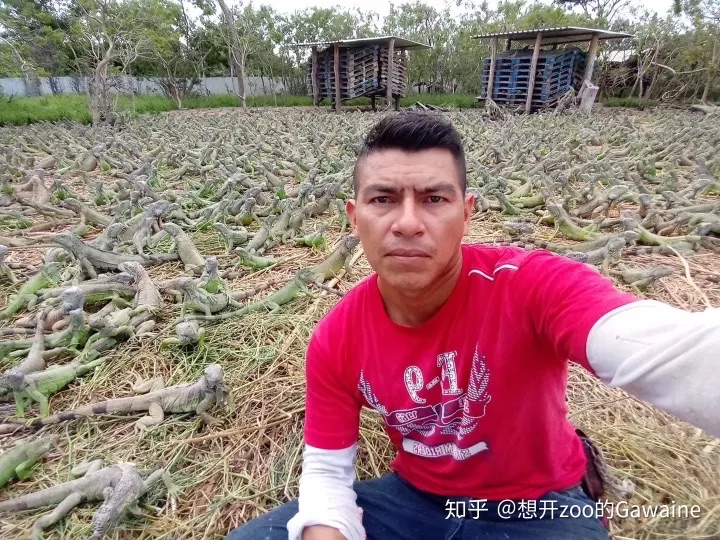 视频致富养殖水貂是真的吗_致富经水貂养殖视频_养殖水貂的成本和利润