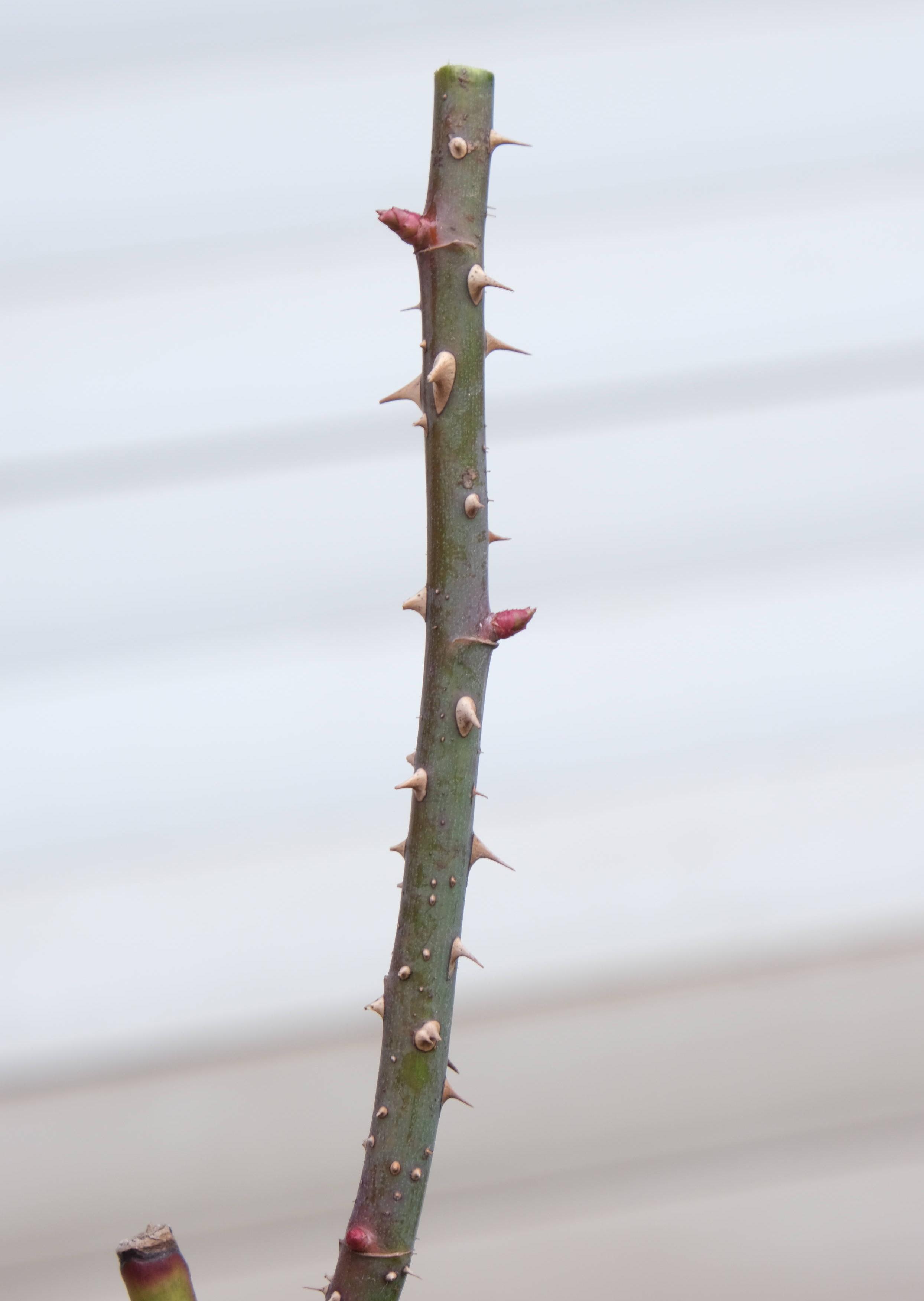 养月季花的步骤分别是什么_月季花的养殖技术_养殖月季花技术与管理