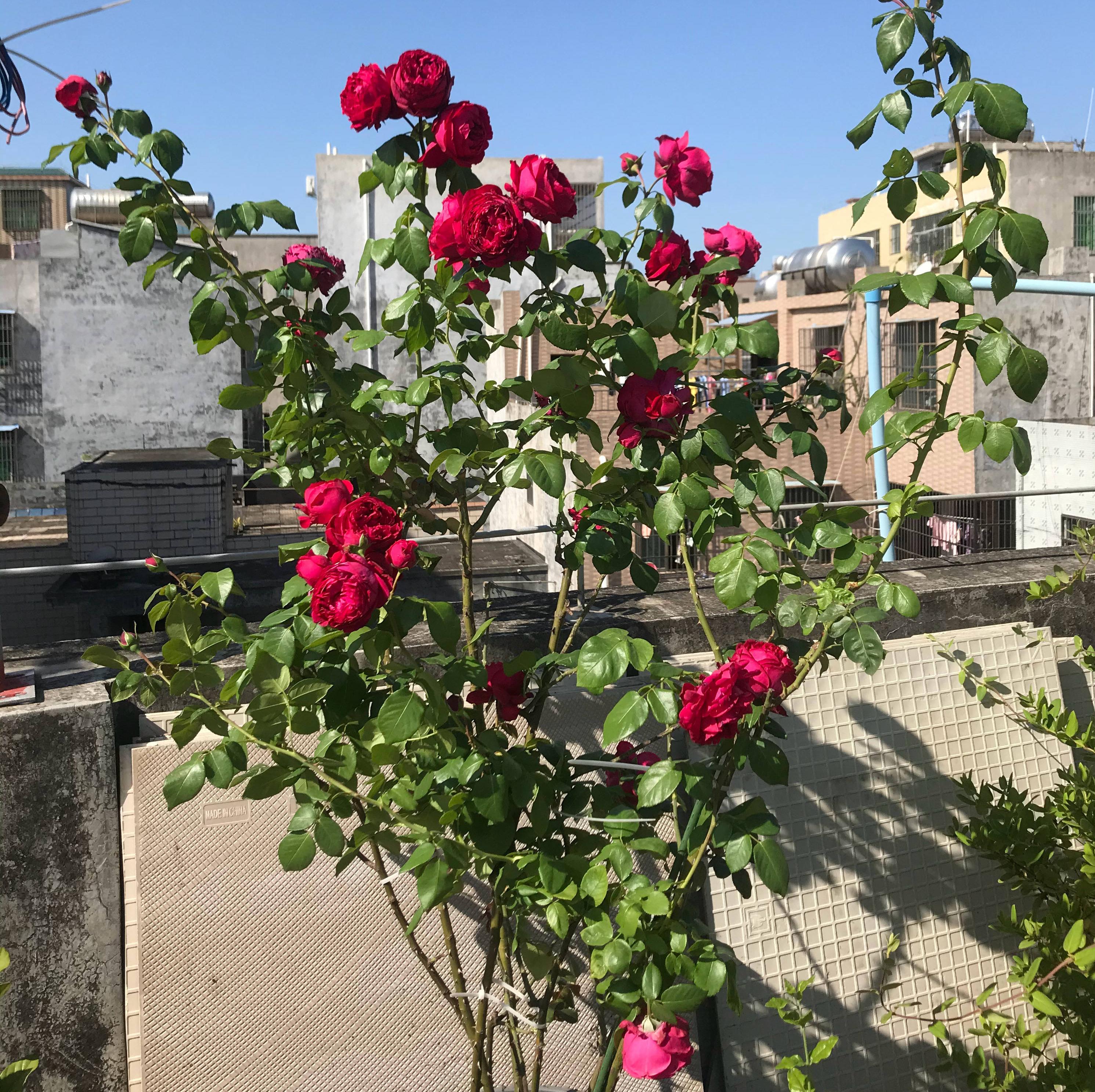 月季花的养殖技术_养殖月季花技术与管理_养月季花的步骤分别是什么