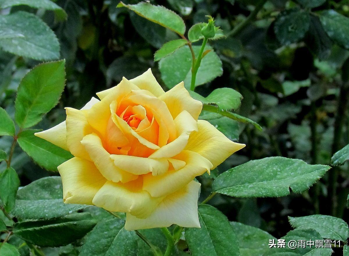 月季花的养殖技术_养殖月季花技术视频_怎样养殖月季花