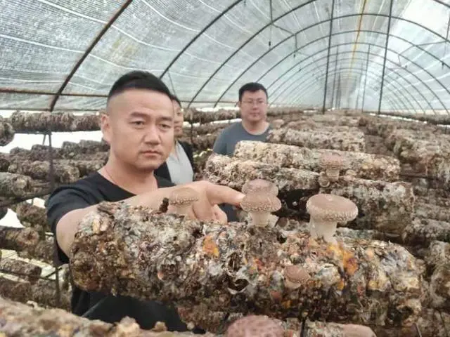 致富经食用菌种植_央视致富经食用菌种植_致富央视种植食用菌是真的吗