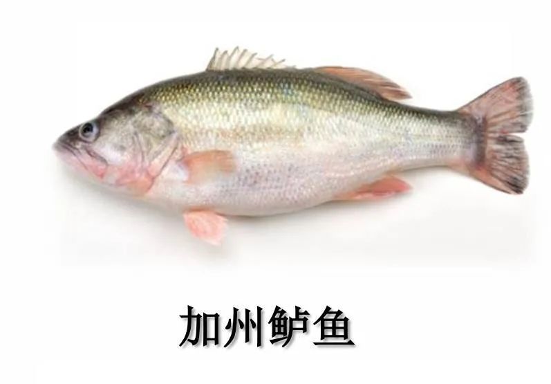 青鱼鲢鳙价格_青鳙鱼的养殖技术_青草鲢鳙养殖成本