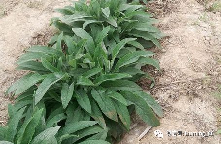 致富经种野菜种植_致富野菜种植种子图片_致富野菜种植种什么