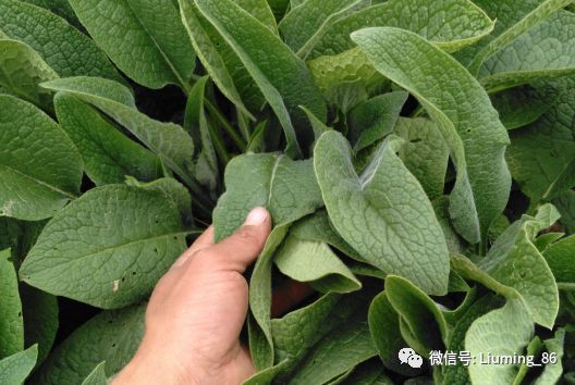 致富野菜种植种什么_致富野菜种植种子图片_致富经种野菜种植