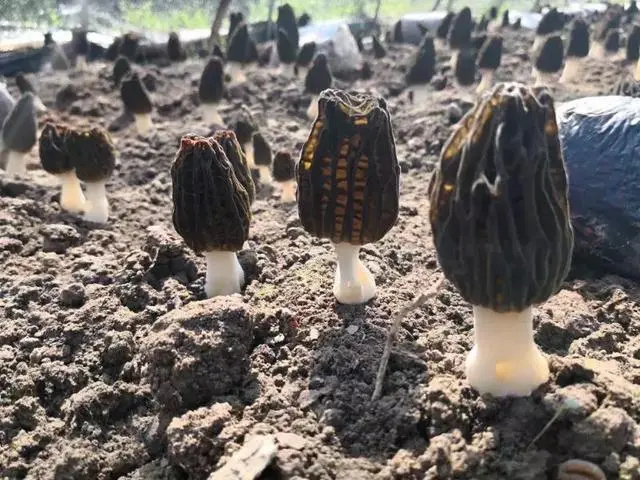 致富经食用菌创业视频_致富央视种植食用菌是真的吗_央视致富经食用菌种植