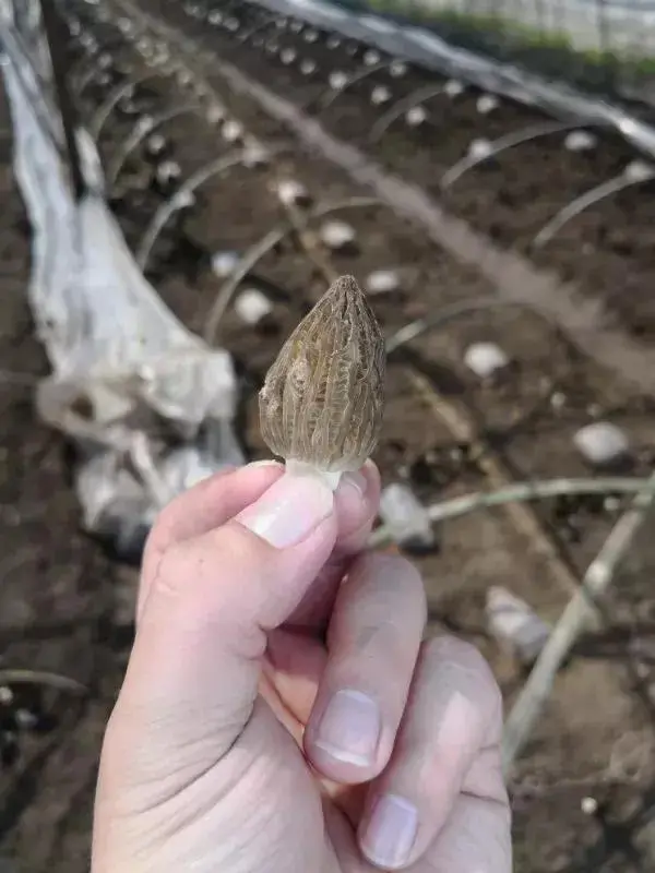 央视致富经食用菌种植_致富央视种植食用菌是真的吗_致富经食用菌创业视频