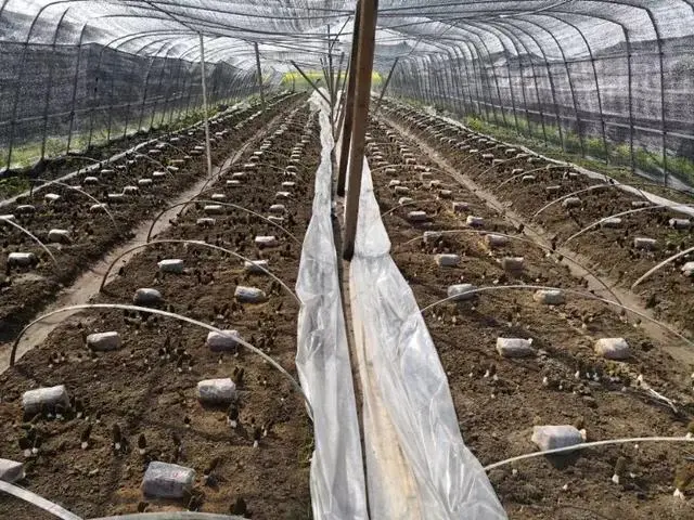 央视致富经食用菌种植_致富央视种植食用菌是真的吗_致富经食用菌创业视频