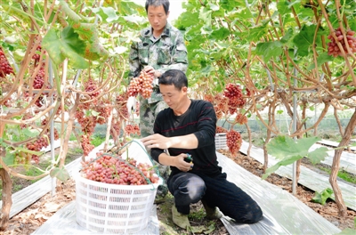 葡萄高产技术视频_葡萄高产栽培技术_种植葡萄高产技术