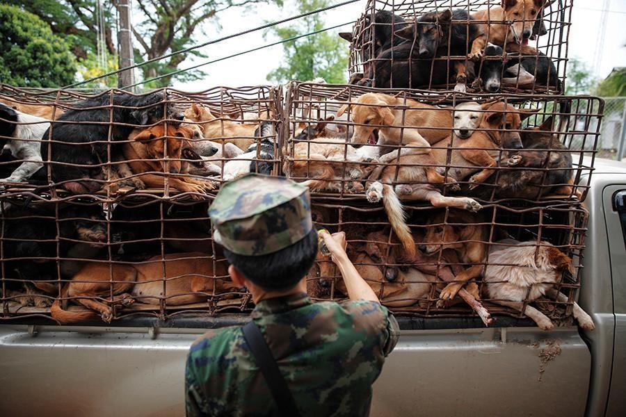 养殖肉狗技术要点及场地环境_养殖肉狗技术_养殖肉狗技术指导视频