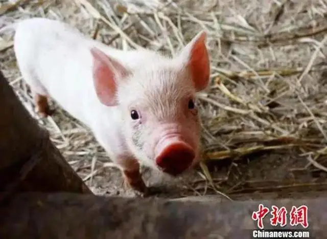 猪价将要跌跌跌？发家致富还能靠养猪吗？