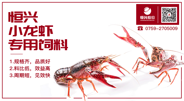 养殖麦穗鱼的利润_养殖麦穗鱼效益怎么样_致富经麦穗鱼养殖