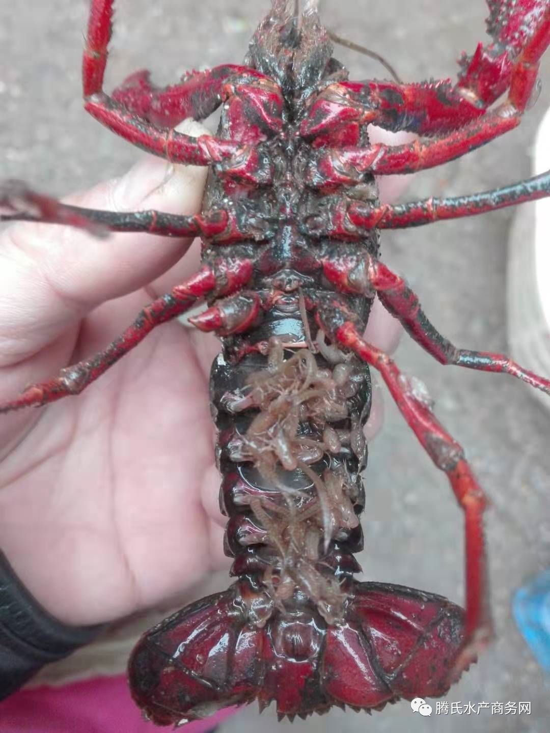 致富经麦穗鱼养殖_养殖麦穗鱼的利润_养殖麦穗鱼效益怎么样