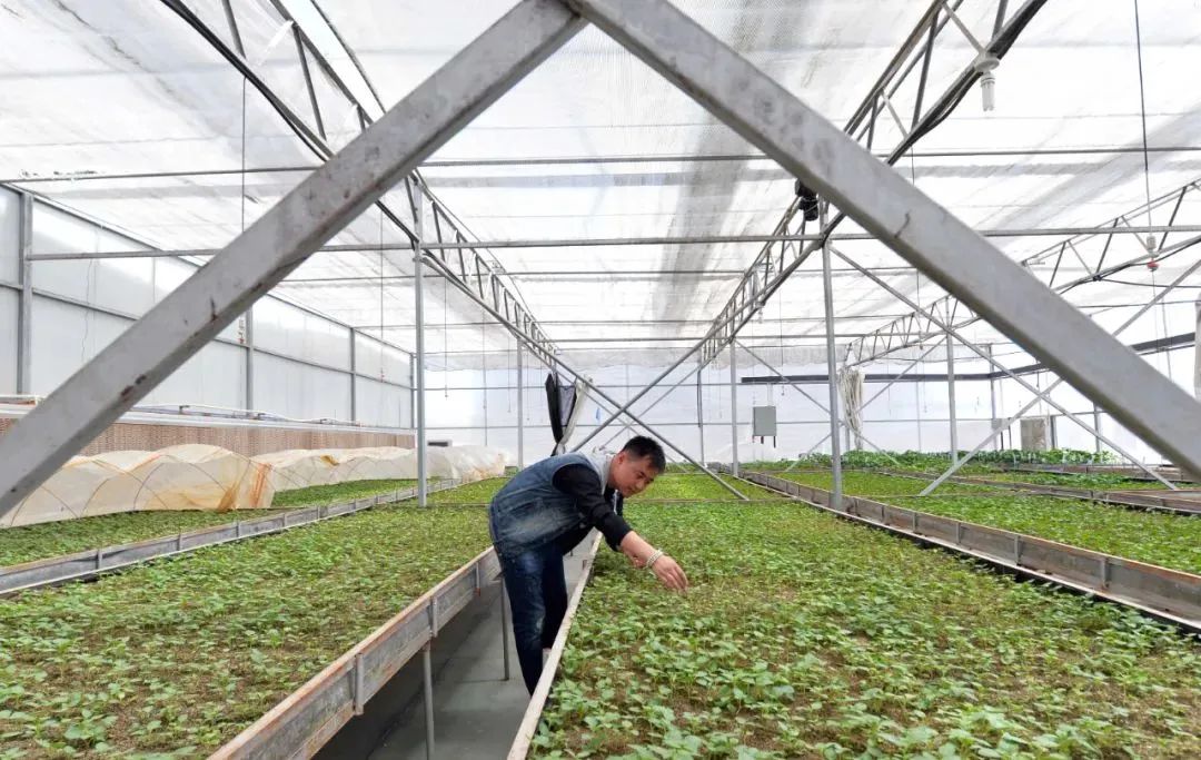 农村致富新闻_新闻致富种植最新消息_最新种植致富新闻