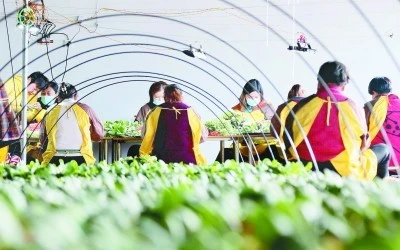 山坡种植什么前景好_山坡种植致富项目_致富山坡种植项目有哪些