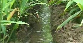 生姜南方种植技术视频_南方生姜种植技术_南方生姜种植技术视频教程