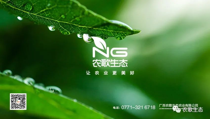 生姜南方种植技术视频_南方生姜种植技术视频教程_南方生姜种植技术