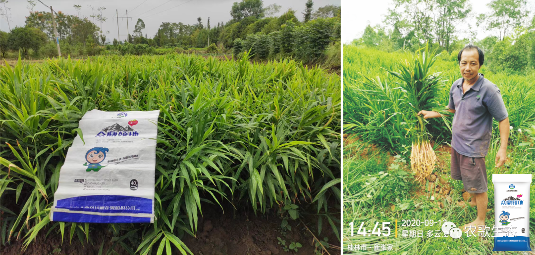 生姜南方种植技术视频_南方生姜种植技术_南方生姜种植技术视频教程