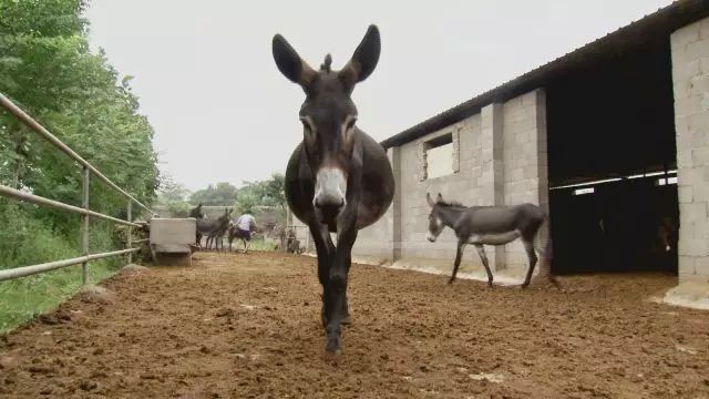 央视致富经养驴视频_养驴视频致富经_养驴视频讲座