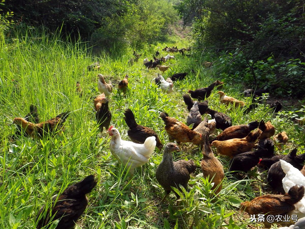 农村养殖致富宝典_致富养殖好项目大全_致富经农业养殖视频