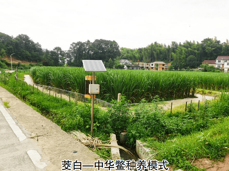 山坡种植什么前景好_山坡种植致富项目_山坡种植什么挣钱