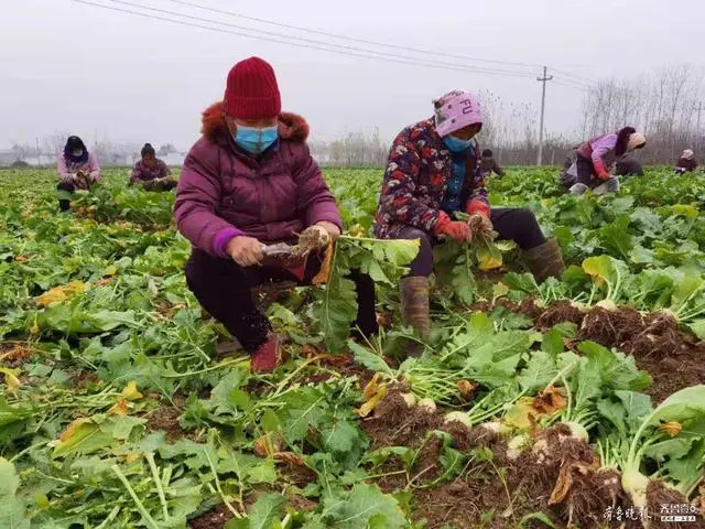 用好土地流转，嘉祥大张楼镇刘集村荠菜“疙瘩”助增收