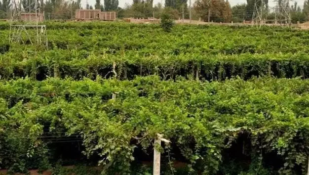 葡萄种植新技术视频_种植葡萄的视频_视频种植葡萄技术新闻