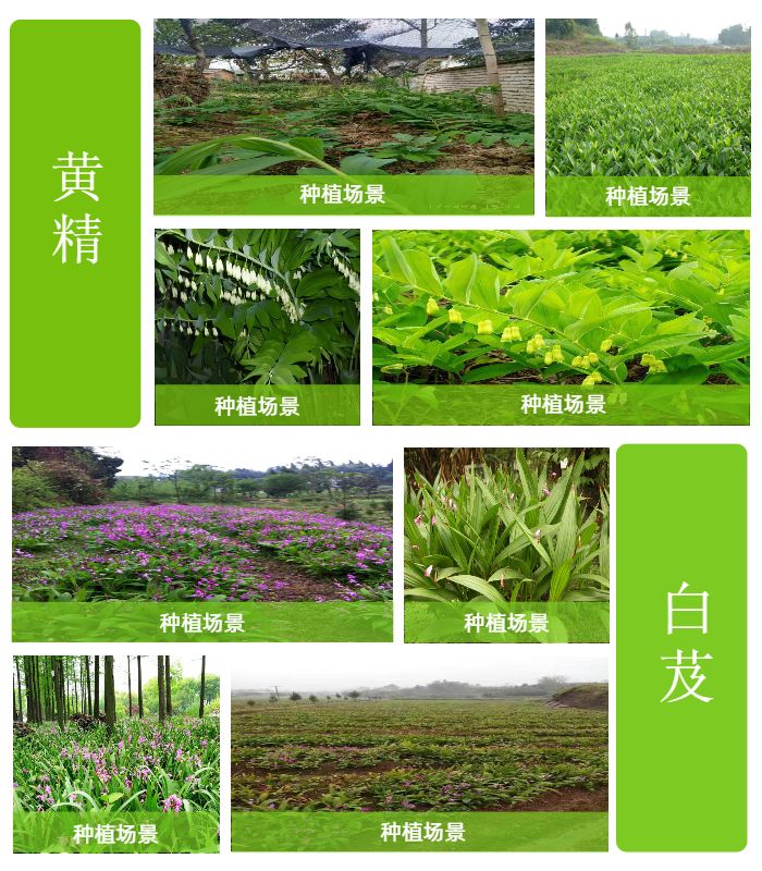 致富种植技术白芨视频_白芨种植条件和方法_白芨种植技术致富
