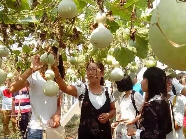 致富经蝎子养殖_蝎子养殖致富公司_致富蝎子养殖公司简介