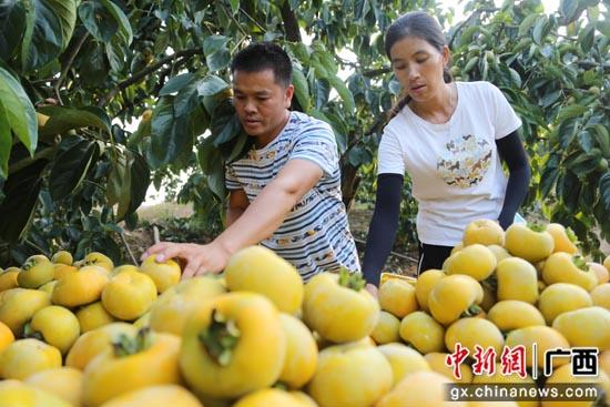 黑豚鼠养殖技术与利润_养殖黑豚鼠致富的经济价值_养殖黑豚鼠利润有多高