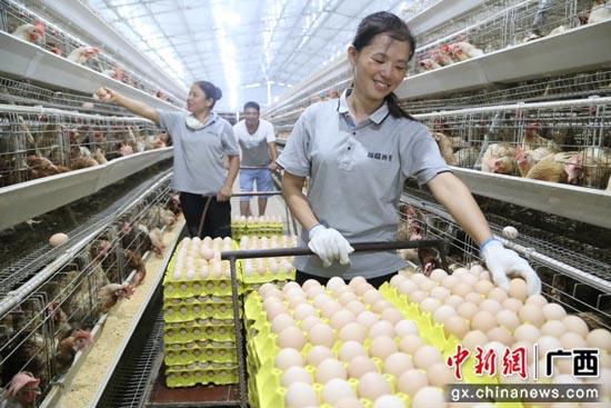养殖黑豚鼠致富的经济价值_黑豚鼠养殖技术与利润_养殖黑豚鼠利润有多高