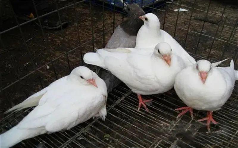农村养殖致富宝典_致富养殖视频_致富养殖好项目大全