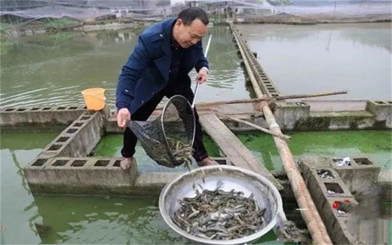 致富养殖视频_致富养殖好项目大全_农村养殖致富宝典