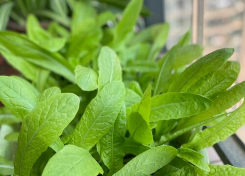 种植夏莴笋技术要求_夏莴苣种植风险_夏莴笋种植技术