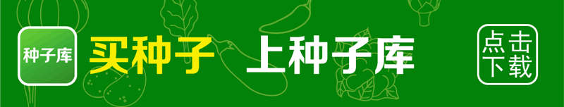 夏莴笋种植技术_种植夏莴笋技术要求_夏莴苣什么时间下种