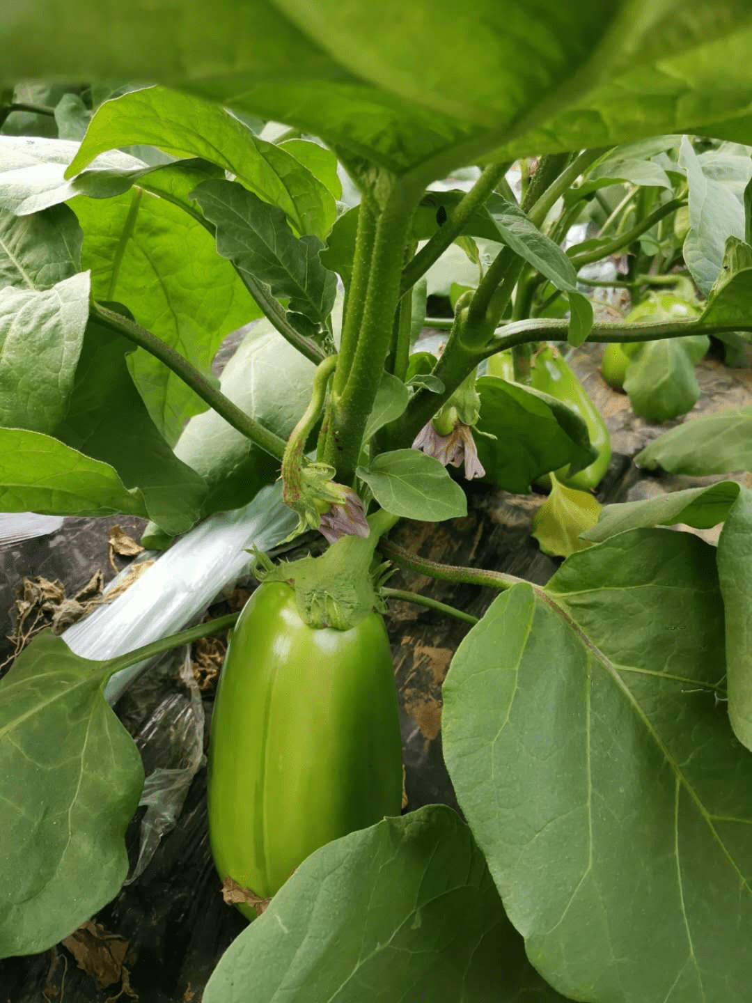 茄孑的种植技术_茄孑怎样种植_茄子种植法