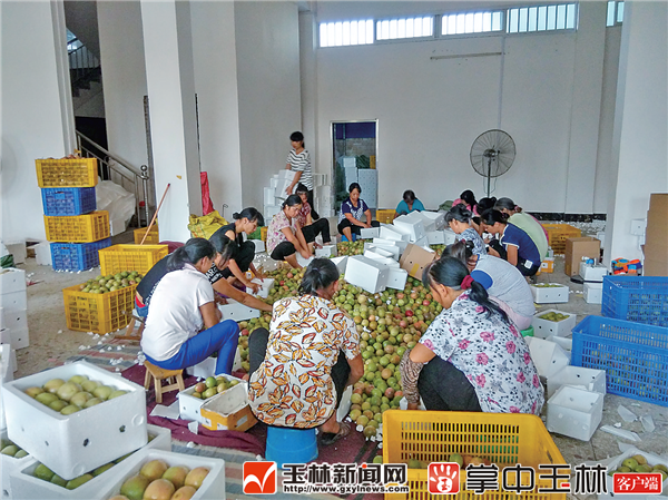 黑豚鼠养殖的市场前景_养殖黑豚鼠致富的经济价值_黑豚鼠养殖技术与利润