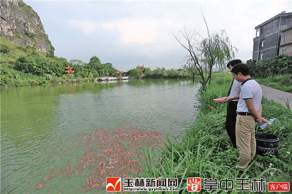 养殖黑豚鼠致富的经济价值_黑豚鼠养殖的市场前景_黑豚鼠养殖技术与利润