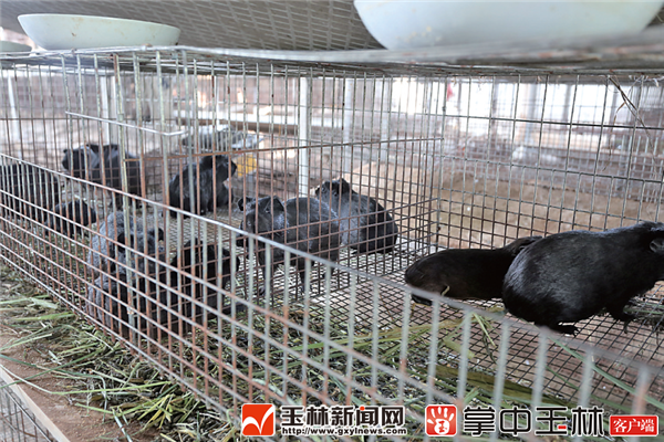 黑豚鼠养殖的市场前景_养殖黑豚鼠致富的经济价值_黑豚鼠养殖技术与利润