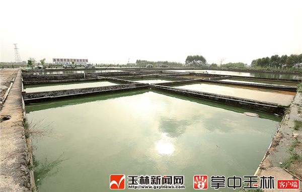 养殖黑豚鼠致富的经济价值_黑豚鼠养殖的市场前景_黑豚鼠养殖技术与利润