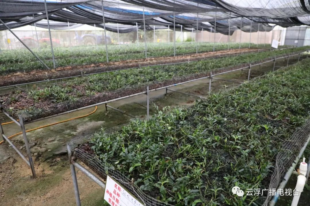 种植石斛致富骗局_种植石斛利润高吗_致富经石斛种植