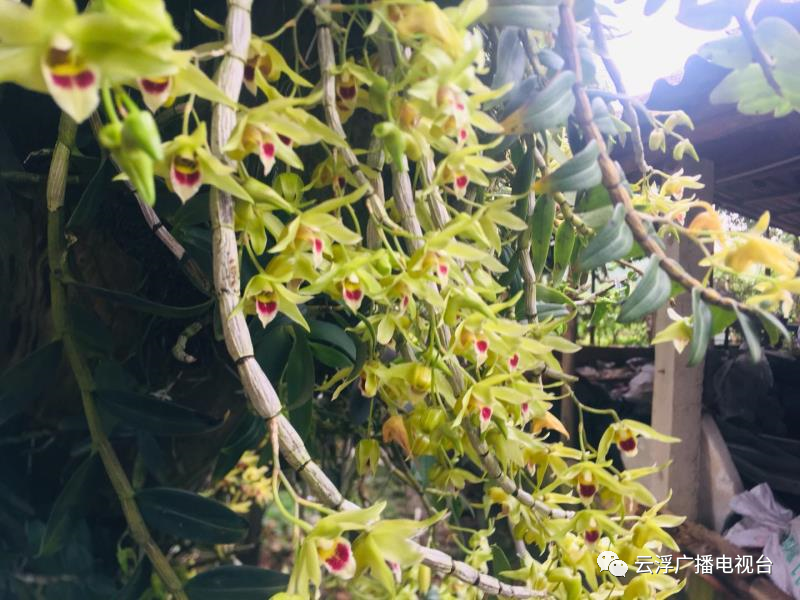 种植石斛致富骗局_种植石斛利润高吗_致富经石斛种植