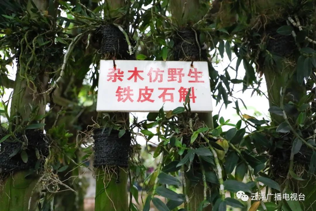 种植石斛致富骗局_致富经石斛种植_种植石斛利润高吗