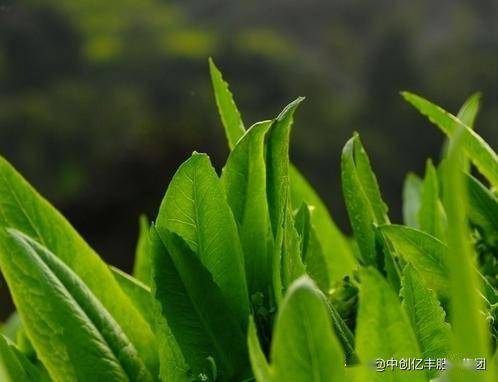 夏莴苣种植风险_种植夏莴笋技术要求_夏莴笋种植技术
