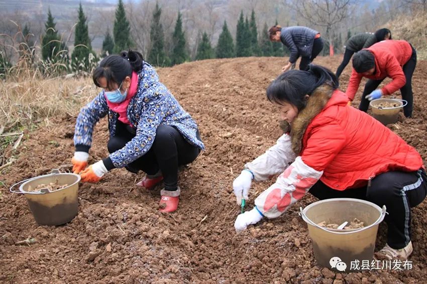 中药种植农民致富_致富中药种植农民有补贴吗_致富药材种植
