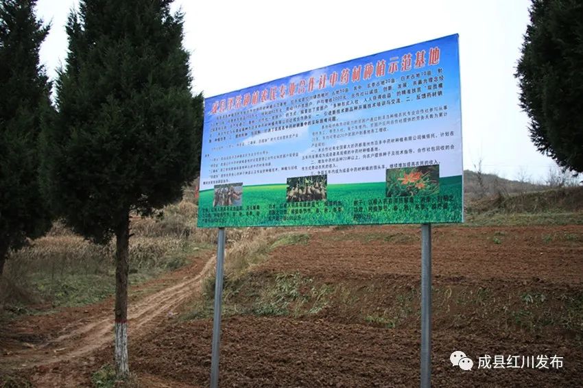 致富中药种植农民有补贴吗_中药种植农民致富_致富药材种植